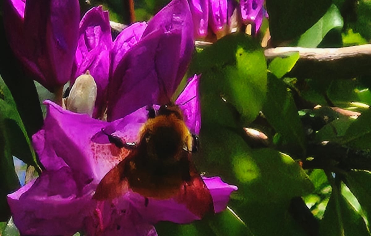 Fotografía de Dámaso Saavedra . Paisajista de Equipo de Parque Urbano